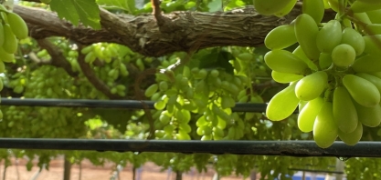 Irrigação por gotejamento para produção de uva para vinho de inverno
