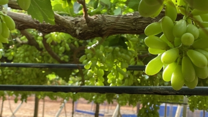 Irrigação por gotejamento para produção de uva para vinho de inverno