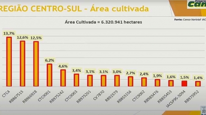 CTC4 é a variedade mais cultivada no Centro-Sul em 2023/24
