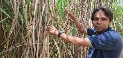 São José testa variedade de cana para ambientes mais restritivos, com maior produtividade e açúcar