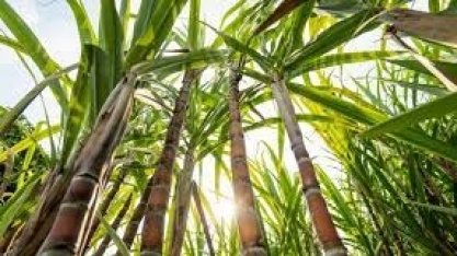 SP lidera ranking de estados com mais fábricas utilizando bioinsumos