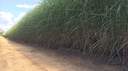 Cana-energia para usinas: quebrando mitos