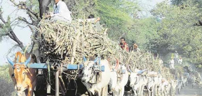 Índia se prepara para uma queda de 8% na produção de açúcar, prevê associação