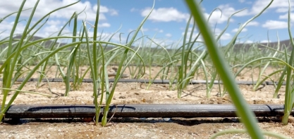 Netafim amplia o portfólio com foco nas necessidades de agricultores brasileiros