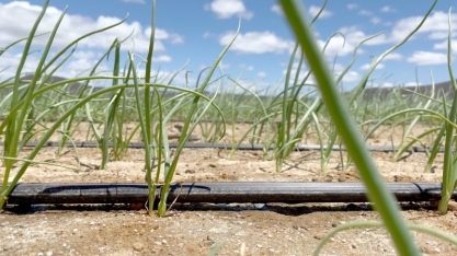 Netafim amplia o portfólio com foco nas necessidades de agricultores brasileiros