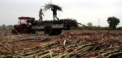 Seca histórica na Índia aumenta preços de açúcar e algodão