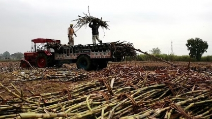 Seca histórica na Índia aumenta preços de açúcar e algodão