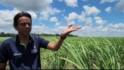 O resultado nos canaviais do método da Usina São José que injeta adubo no sistema de baixa pressão