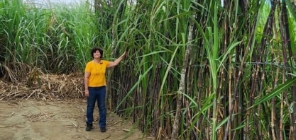 Cana Gigante na Usina São José, em Igarassu, PE