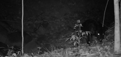 Onça rara é fotografada em reserva ambiental da Usina Coruripe, em Minas Gerais