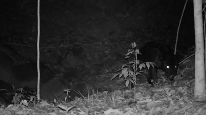 Onça rara é fotografada em reserva ambiental da Usina Coruripe, em Minas Gerais