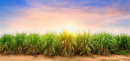 Controle da cigarrinha-das-raízes na primeira geração do inseto impulsiona controle biológico conservativo na lavoura