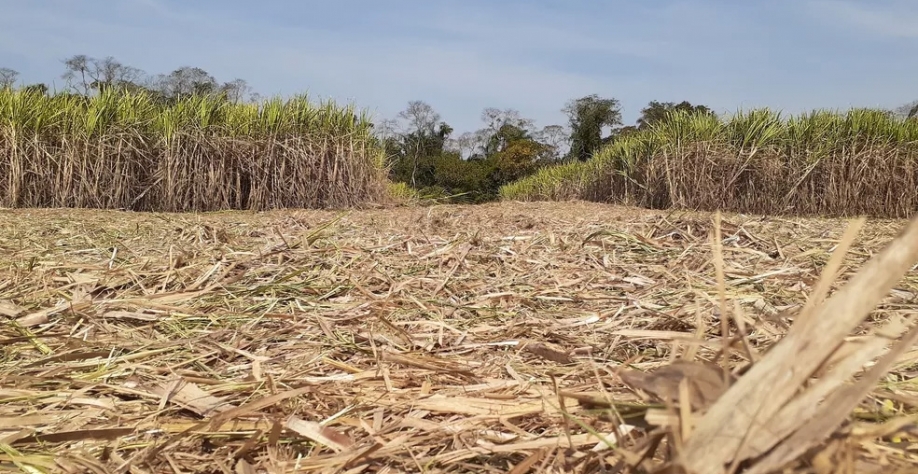 Colheita de cana-de-açúcar é a principal responsável pela produção agrícola em Piracicaba — Foto: Murillo Gomes/G1