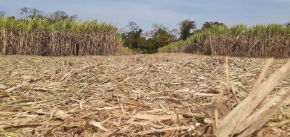 Chuvas de outubro impactam safra de cana-de-açúcar e pastagens na região de Piracicaba, diz meteorologista da USP