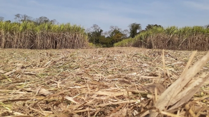 Chuvas de outubro impactam safra de cana-de-açúcar e pastagens na região de Piracicaba, diz meteorologista da USP