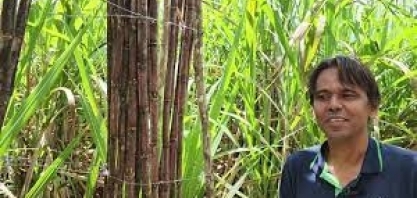 Barreto, gerente de irrigação da São José Agroindustrial, explica como produzir cana gigante