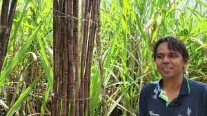 Barreto, gerente de irrigação da São José Agroindustrial, explica como produzir cana gigante