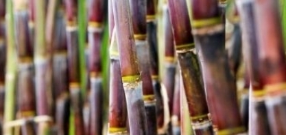 Cana-de-açúcar em Minas Gerais bate recorde com moagem de 70,7 milhões de toneladas em outubro