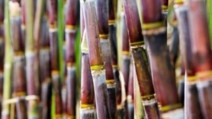 Cana-de-açúcar em Minas Gerais bate recorde com moagem de 70,7 milhões de toneladas em outubro