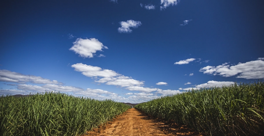 Na avaliação da Siamig é provável que a produção de cana-de-açúcar ultrapasse 76 milhões de toneladas na atual safra em Minas | Crédito: Richard Teles