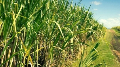 Asplana aponta que safra segue ritmo esperado de moagem