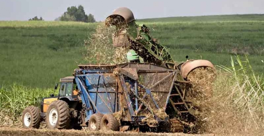 Açúcar sobe com chuvas que impedem colheita e embarques no Brasil |Colheita de cana-de-açúcar no interior de São Paulo(BLOOMBERG NEWS/PAULO FRIDMAN) 