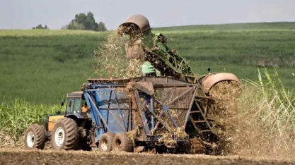 Açúcar sobe com chuvas que impedem colheita e embarques no Brasil