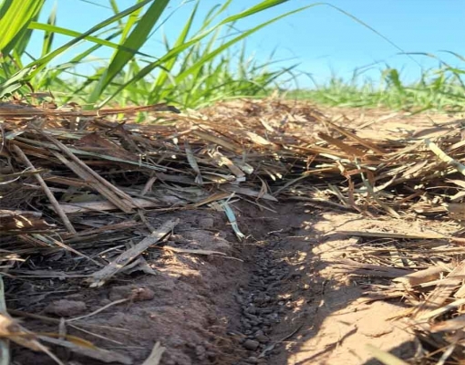 Organominerais “peletizados” garantem que todos os nutrientes presentes na fórmula sejam liberados de forma constante, gradativa e homogênea no campo. Foto: Divulgação Brasfertil