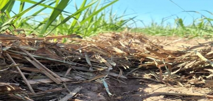 Fertilizantes organominerais reduzem dependência de fontes nitrogenadas sintéticas, contribuindo para maior geração de CBIOs