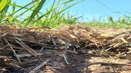 Fertilizantes organominerais reduzem dependência de fontes nitrogenadas sintéticas, contribuindo para maior geração de CBIOs