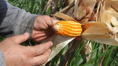 Microrganismos para o manejo da fertilidade do solo são promotores de crescimento de plantas
