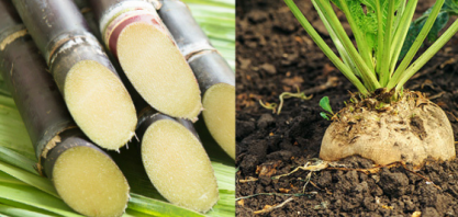 Orplana participa da Conferência Anual de Produtores de Cana e Beterraba Açucareira