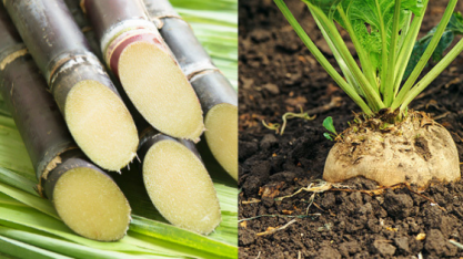 Orplana participa da Conferência Anual de Produtores de Cana e Beterraba Açucareira