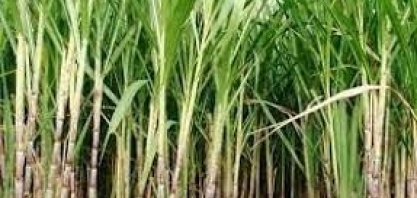 Usina Jacarezinho comemora 2.500 dias sem incidentes com afastamento