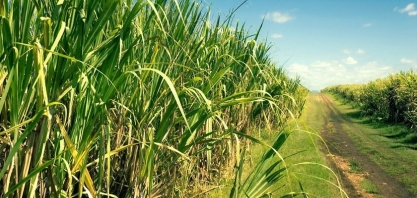 Moagem acumulada de cana no Norte e Nordeste tem alta anual de 6,8% em 2023/24