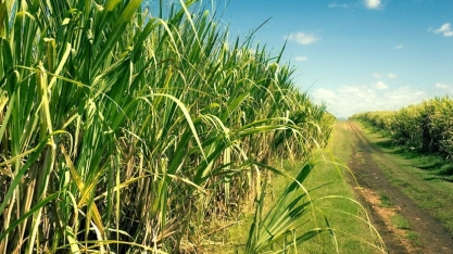 Moagem acumulada de cana no Norte e Nordeste tem alta anual de 6,8% em 2023/24