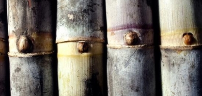 Grupo pretende mapear o potencial de produção de hidrogênio no setor sucroalcooleiro