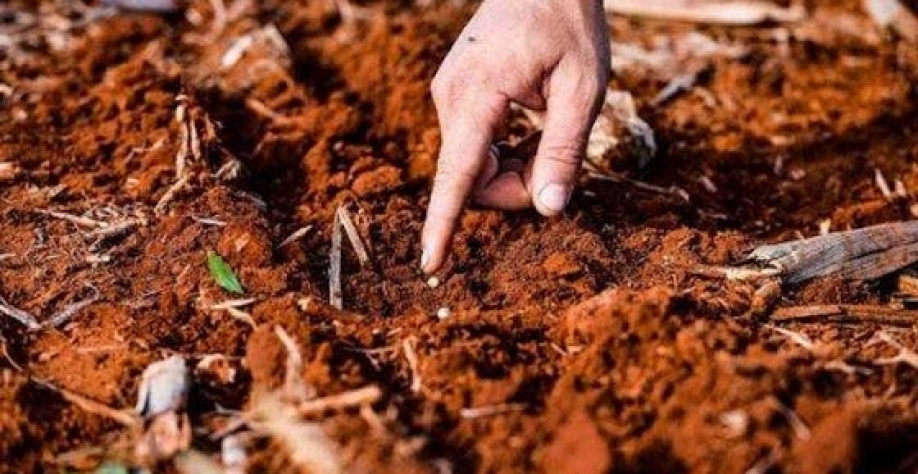 A seca que impede o avanço do plantio da soja - e atrasa a semeadura – já restringiu a janela de plantio do milho para 2024. (Divulgação)