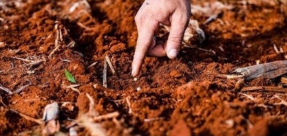 MT pode encerrar ciclo com perdas de 7 milhões de toneladas de grãos