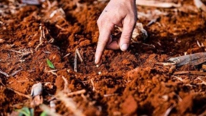 MT pode encerrar ciclo com perdas de 7 milhões de toneladas de grãos