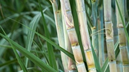 Cana-de-açúcar: Usina Jacarezinho investe R$ 25 milhões para aumentar capacidade de flexibilização do mix produtivo