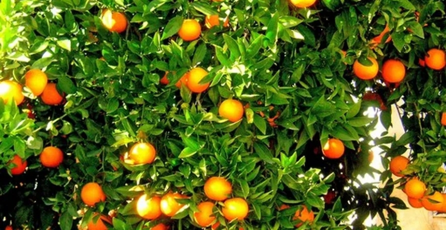 Somente na área agrícola faltam 200 pesquisadores e mais de 3,7 mil funcionários de apoio — Foto: Globo Rural