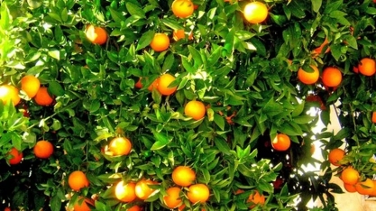 Falta de cientistas ameaça combate ao greening em São Paulo, diz associação