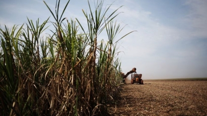 Asplana aponta que safra segue ritmo esperado de moagem