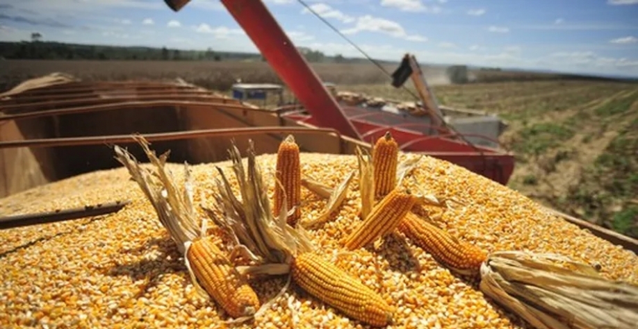 Usina de etanol de milho em TO deve iniciar operações na segunda metade de 2026 — Foto: Globo Rural