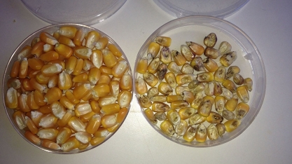 Pesquisa pioneira no Brasil aponta variedades de milho com alta produtividade e mais resistentes a fumonisinas