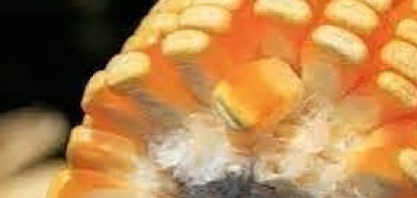 Brasil tem novos mercados para exportação de farelo de milho