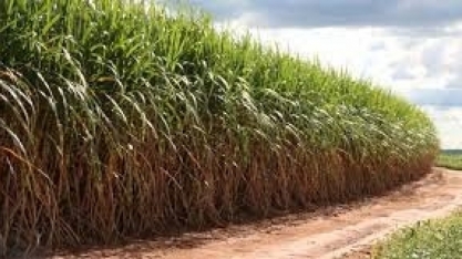 BrasilAgro encerra colheita de cana e atinge 103 toneladas por hectare no Centro-Oeste