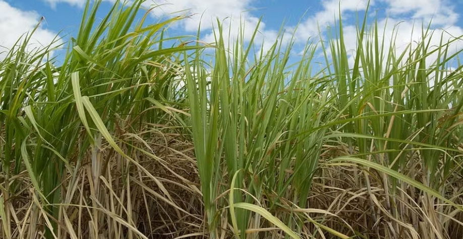cana-de-açúcar-canavial — Foto: Wenderson Araujo/CNA