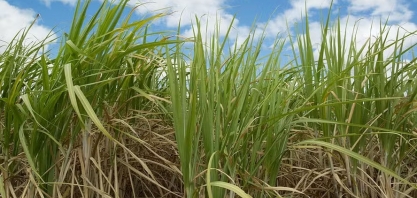 Brasil pode gerar 9 bilhões de litros de combustível sustentável de aviação só com resíduos do agro